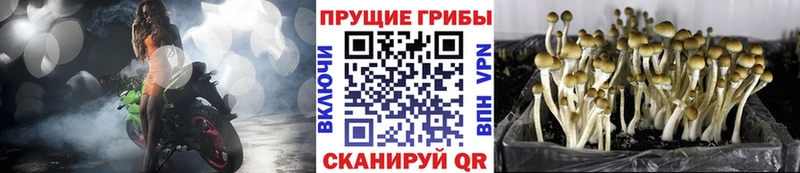Псилоцибиновые грибы MAGIC MUSHROOMS  Купить закладки  Сарапул 